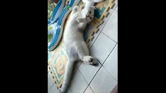 The cat's sleeping position is so funny. If you were the owner, would you know it was sleeping?