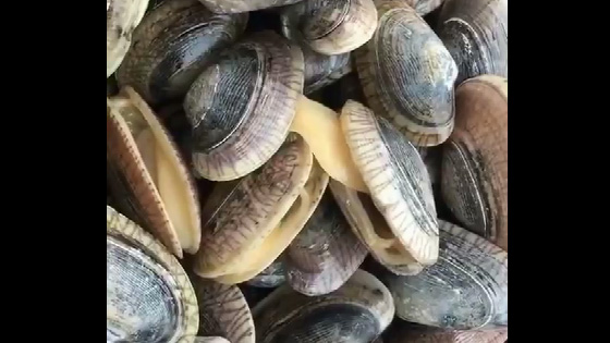 This clam is too funny, so flirt with your little partner.