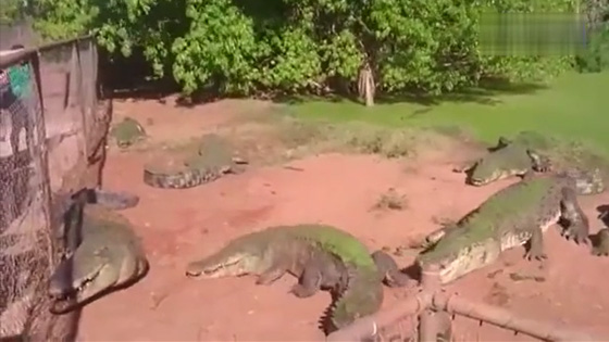 Two crocodiles scramble for a piece of meat.One of the them was bitten off by a foot.