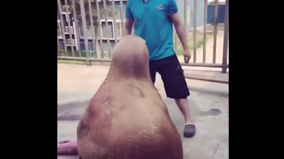 Playing with walrus, walrus's performance is so cute.
