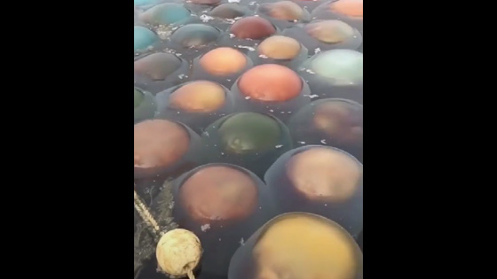 Rare jellyfish video, the predecessor of jellyfish.
