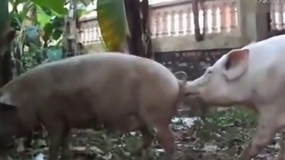 The elder brother raised a huge boar,Funny animal video.