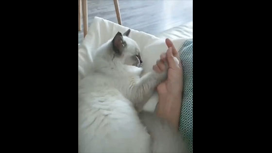 The owner asked the cat if he wanted to hold his hand, so the cat naturally held the master's h