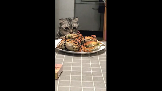 The cat sniffed the crab on the table and showed a frightened expression.
