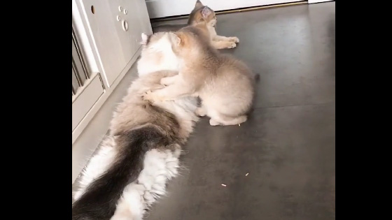 Dog, did I give you a good massage? Funny cat and dog interactive video