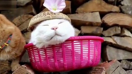 Obsessive compulsive disorder master, meow sleep also want beautiful, and a flower   on the head!