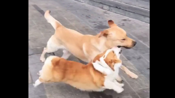 When the dog collided with a dog, there was video evidence. It was really sudden.