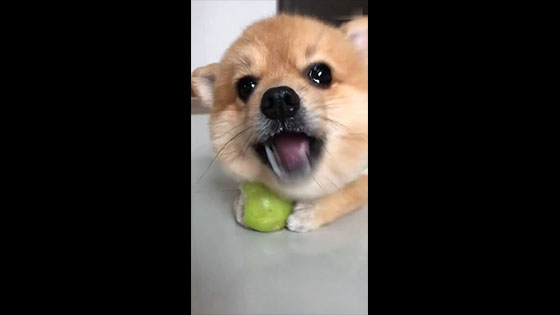 The puppy eats an apple and has a lot of appetite to eat and broadcast.