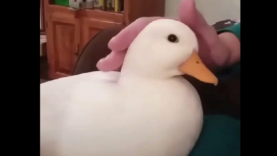 How can this little duck be so cute?Pets every day Funny Video
