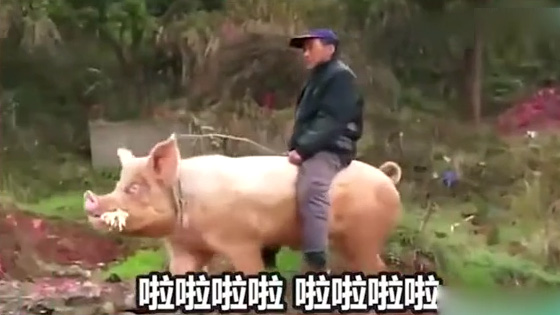 The animals laugh and dug, and the big pig is riding a pig. I didn't expect the pig   to reply 