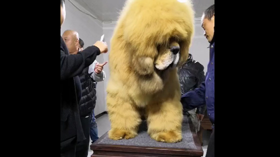 Is this Chow lion too big?Pets every day Funny Video