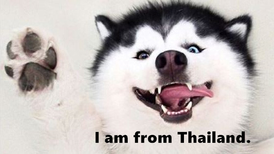After the owner took his dog to Thailand,its voice became like this.