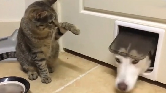 Husky mischievously needs to use a special door for cats. If he can't go, he will get stuck.