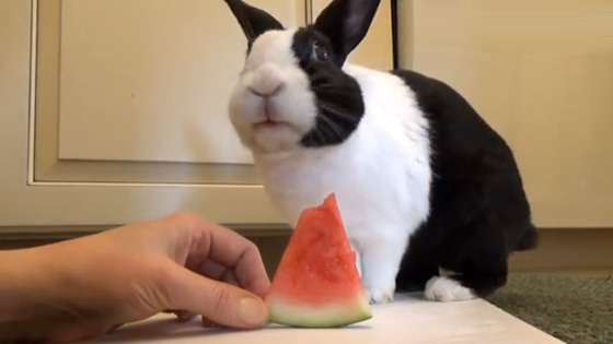 The little rabbit eats the watermelon and licks the watermelon juice on the pot.
