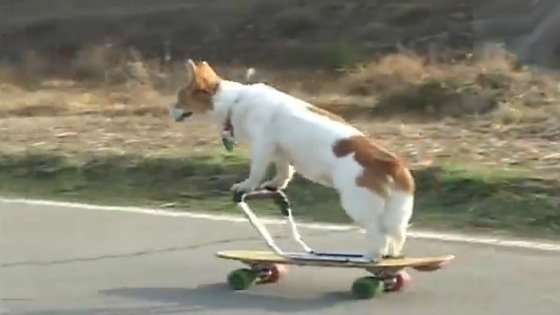 Teaching dogs to play skateboards, the wind is still messy look!