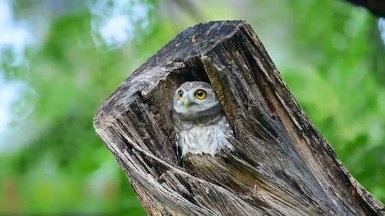 There is a sprouting owl in the tree hole. Its eyes are twinkling and lovely.