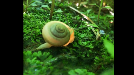 The beautiful picture has been the world of little snails.