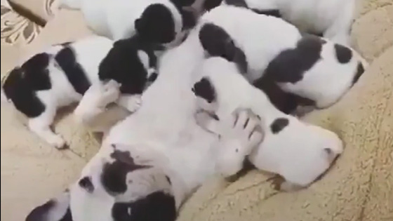 Is this the burden of happiness? Many bulldog babies