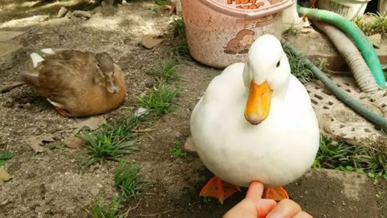 A man takes a duck as a pet and gives it a birthday.