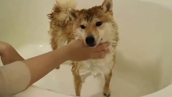 Give the dog a bath and massage. It is a great enjoyment!