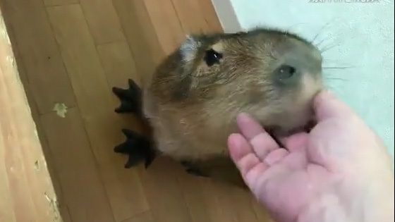 Cute pet tells you how to eat hands elegantly, and can't stop at all!
