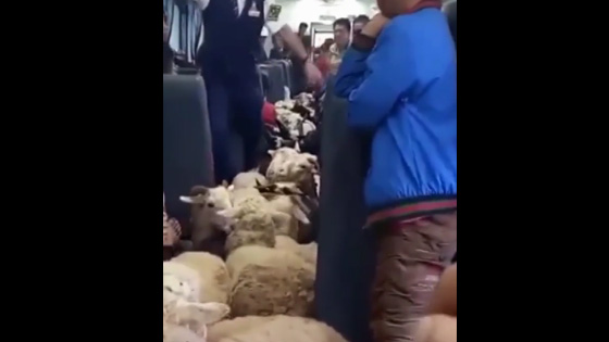 When the conductor checks tickets and meets a group of sheep, the video is too funny.