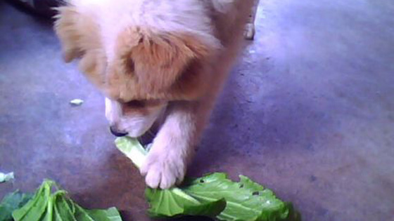 The host deliberately fed vegetables to the dog, and the dog's reaction broke the master's
