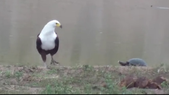 A funny scene, the turtle tried to attack the eagle.