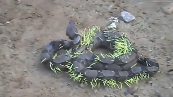 Scary! the venomous snake attacked the porcupine and was attacked by the thorns.
