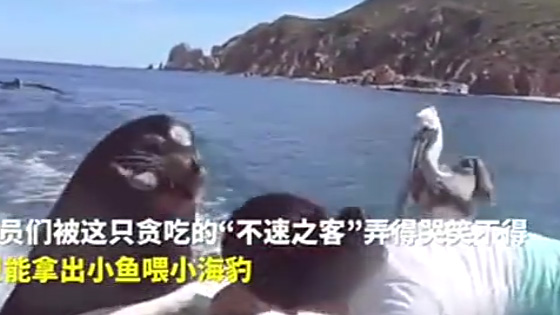 Seals become greedy, "hijack" fishing boats do not let go: give me little fish   to eat!