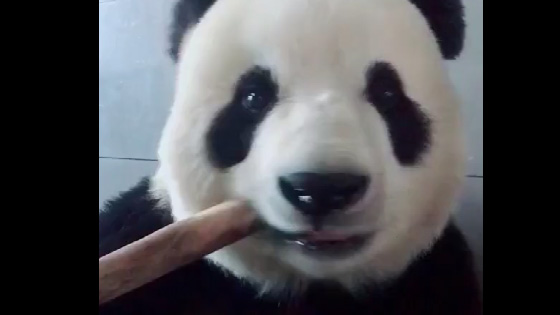 Giant pandas eat bamboo. They all look very lovely.