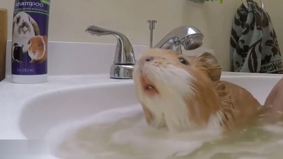 When the guinea pigs bathe, they are happy to show a big mouth tooth.