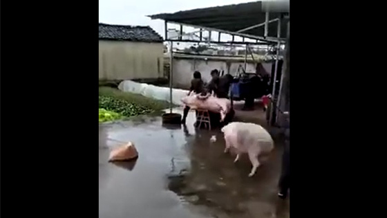 The pig brother saw his companion was about to be slaughtered,and rushed up to it.
