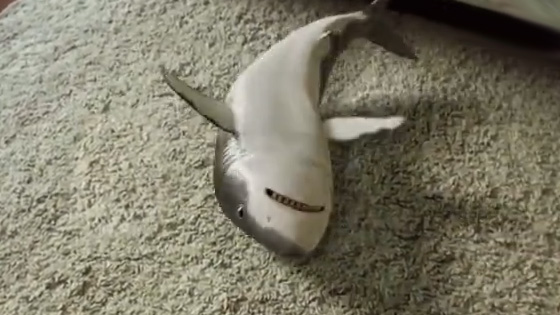 The guy's family raised a shark as a pet, so cute!