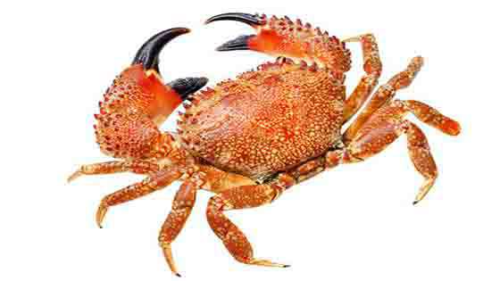 Here we go again the annual season of eating hariy crabs. Have you eaten crabs today?