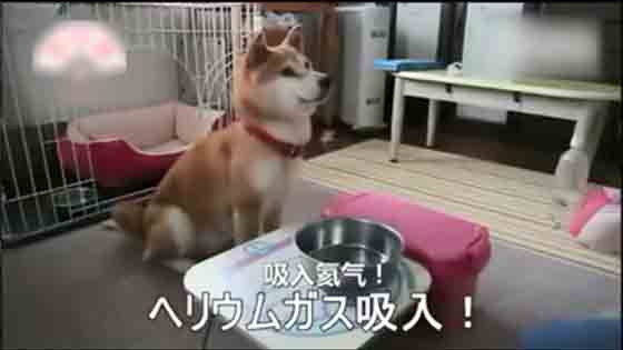 After the owner inhaled hernia, she changed her voice and talked with Shiba Inu！