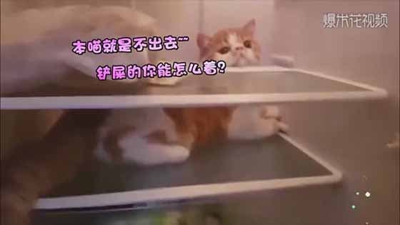 China is really hot in summer? Even the cat want to stay at the fridge! The cat is so smart!