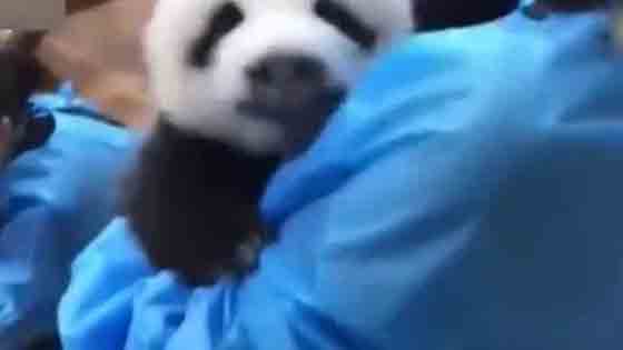 A panda baby who loves to sleep, everyone wakes up and I am drunk, and the next nurse laughs!