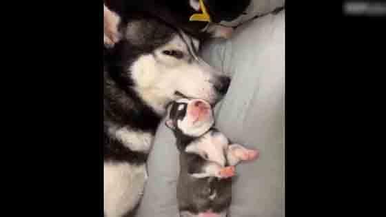 Husky: The baby getting up in the morning can get angry！