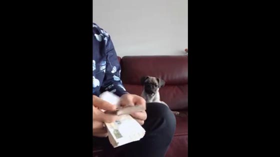 What are your dogs thinking when you are counting money?
