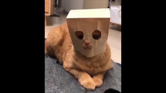 Reversing the video - the cat with the mask