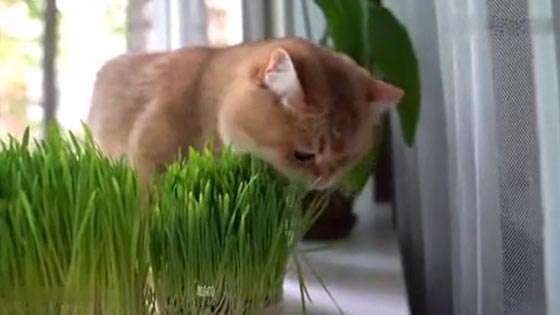 Cats want to eat when they see the grass. It turns out that it is impossible   for a fat person to l