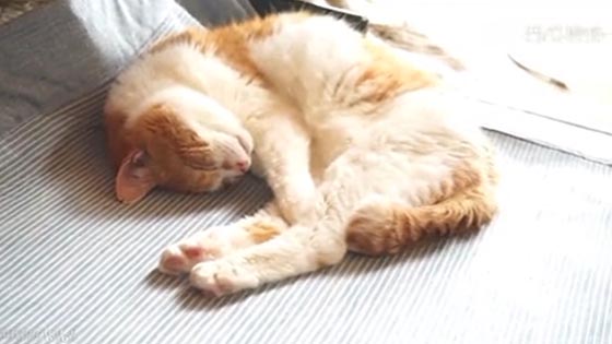 The quality of orange cat sleep is also very good, how can you not wake up,   sure to dream of a sma