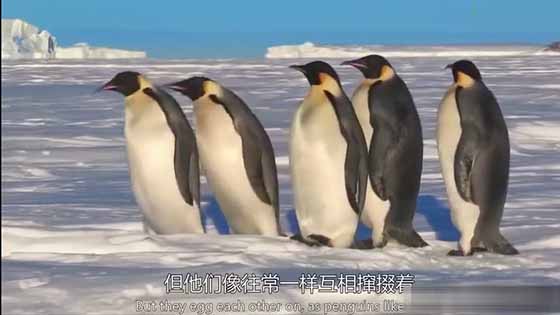 These penguins are too motivated, and everyone wants others to go down the ice hole first.