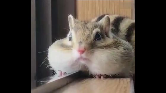 Have you ever seen a hamster that will be hiccups?