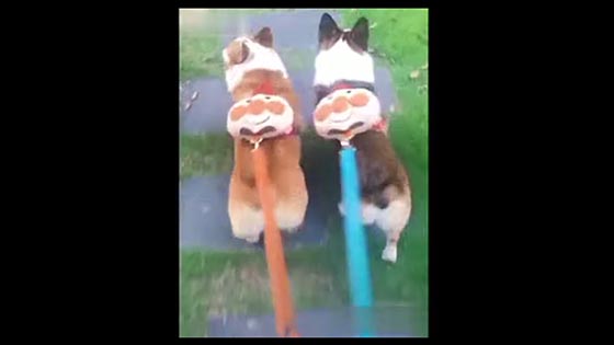 Hilarious Video 4 Is it funny to pick up the Corgi dog with a bag on his back?