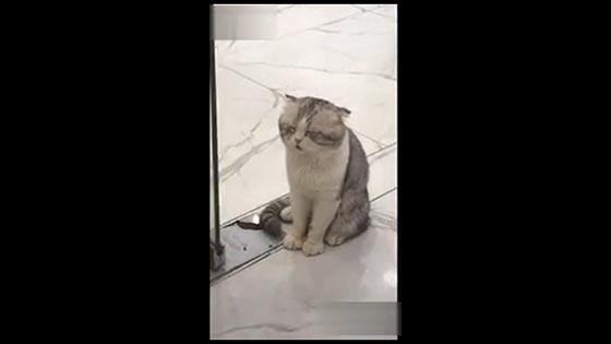 Hilarious video 13 Have you seen the cat that is standing and fighting?