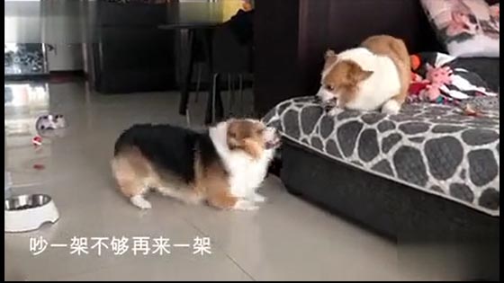 Hilarious Video 8 Have you seen two Corgi dogs quarreling?