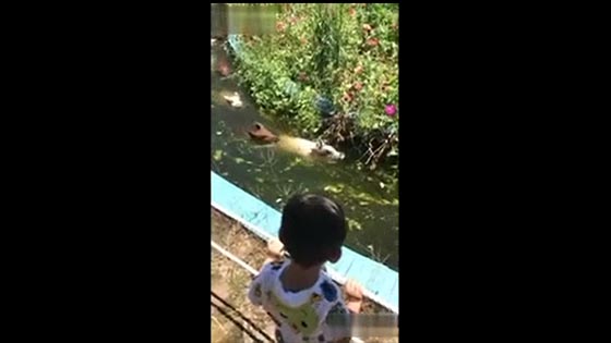 Hilarious Video 1 Have you seen pigs that will swim in groups?