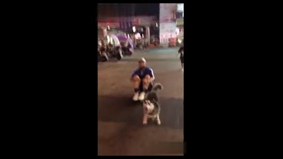 Hilarious video 15 man actually let the husky pull him on the street